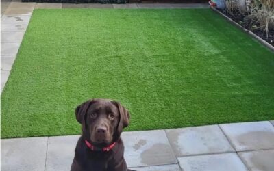 Is Artificial Grass Good for Dogs